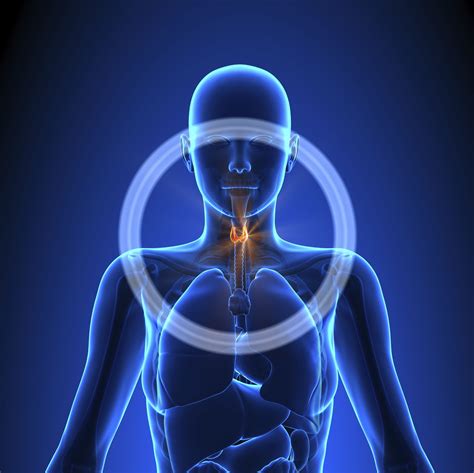 Symptoms of thyroid tumors in dogs symptoms of thyroid tumor may include: Thyroid Cancer: Signs, Symptoms, and Complications