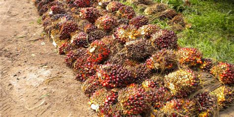 Copyright @ 2018 sriwijaya palm oil group | contact us. Sarawak Oil Palm Plantation Owners Association | Persatuan ...