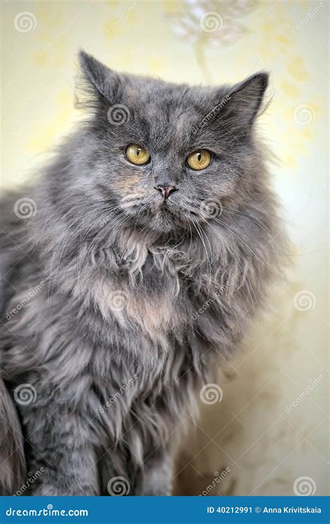 Beautiful Fluffy Gray Cat Stock Image Image Of Adorable 40212991