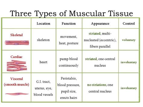 Function Of Tissue In Human Body Payubro
