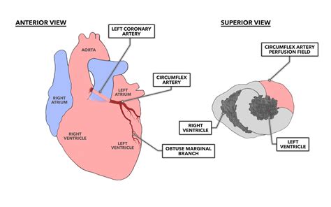 CrossFit | The Heart, Part 7: Coronary Circulation