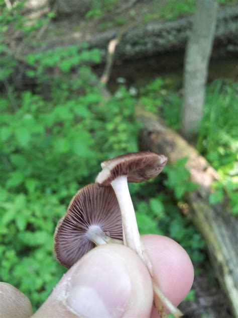 Sw Ohio Multiple Mushrooms Deconica Mushroom Hunting And