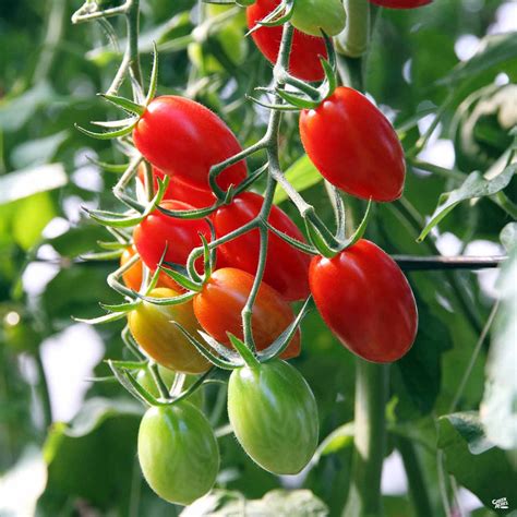 Tomato Roma — Green Acres Nursery And Supply