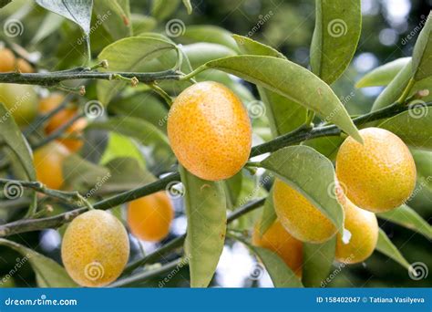 Fruits Of Chinese Mandarin Stock Image Image Of Fruit 158402047