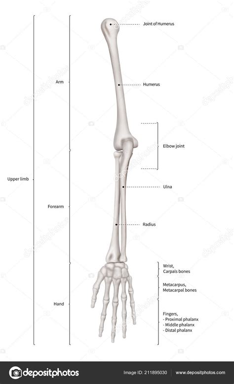 In anatomy, an arm is one of the upper limbs of an animal. Images: arm diagram | Infographic Diagram Human Skeleton Upper Limb Bone Anatomy System Arm ...