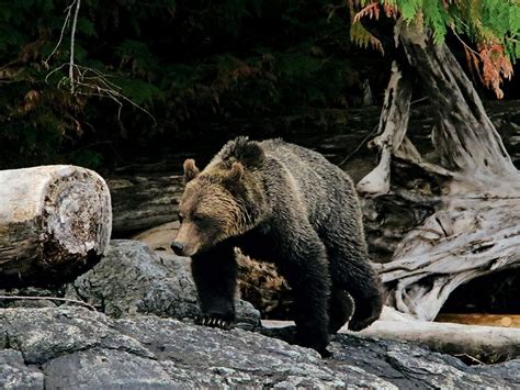 Photographing The Grizzlies Of Great Bear Rainforest Our Canada