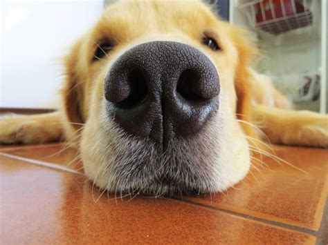 How Strong Is A Dogs Sense Of Smell A Quick Guide
