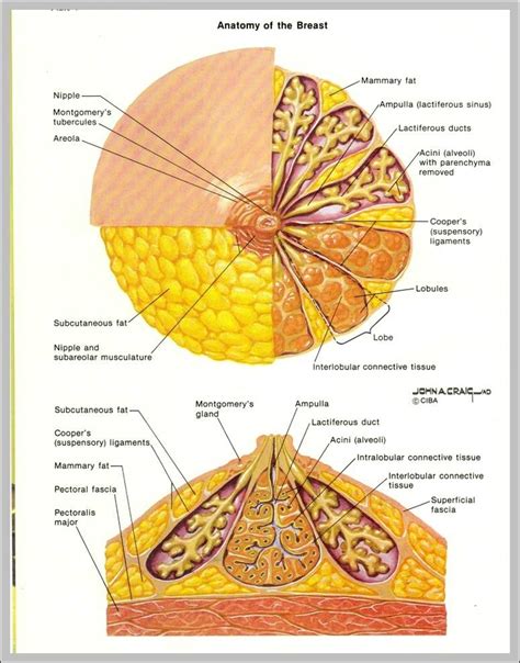 Diagrams Anatomy System Human Body Anatomy Diagram And Chart Images