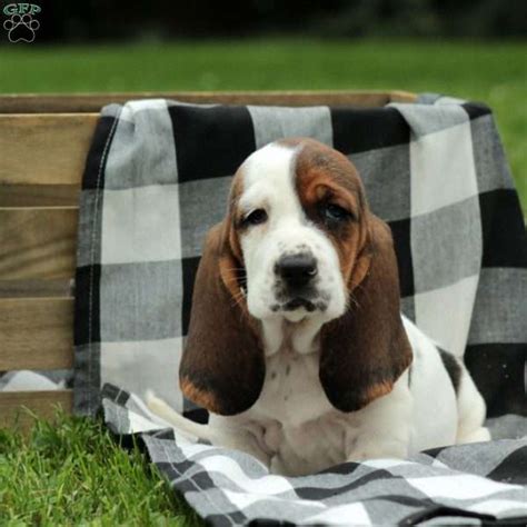 Basset hounds—buckle at 3 years old and bella the basset puppy at 5 months old—buckle the male is strong and wise. Caley - Basset Hound Puppy For Sale in Pennsylvania