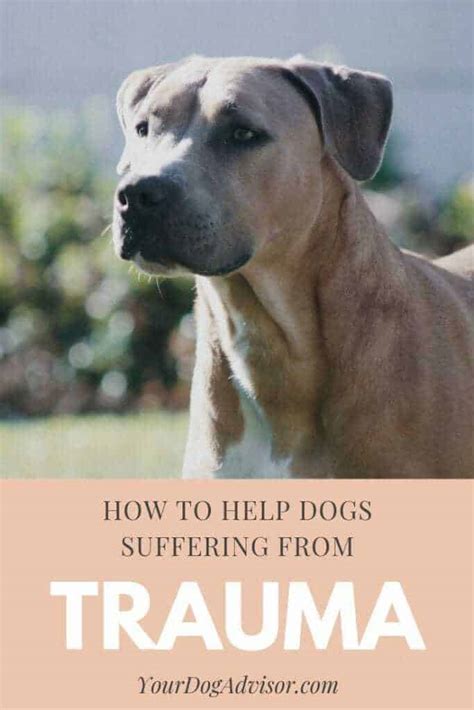 How To Help Dogs Suffering From Trauma Your Dog Advisor