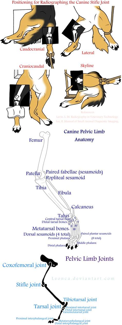 How to take radiographs of the canine stifle Leonca.deviantart.com