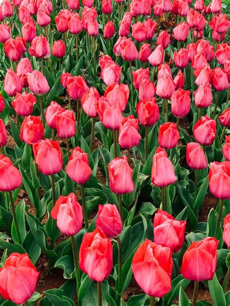 Lots Of Spring Tulips Of Different Colors Beautiful Flowers Stock Photo