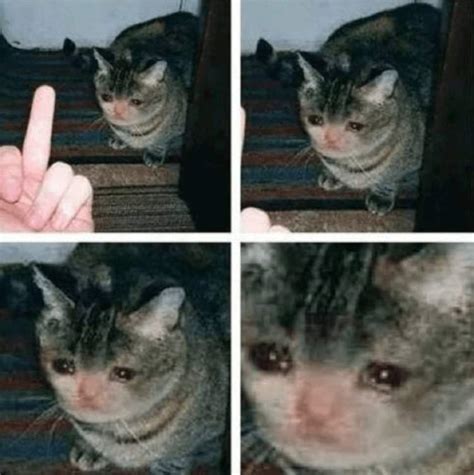 Sad Cats Compilation Dank Memes Amino