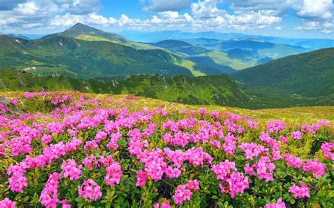 Mount Sopris Colorado Usa Wild Flowers Pink Rhododendron Summer