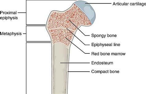 Spongy Bone Definition And Examples Biology Online Dictionary
