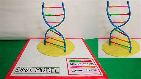 How To Build A Dna Model For School Contestgold8