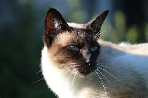 Free Images Fur Kitten Snowshoe Fauna Close Up Siam Whiskers