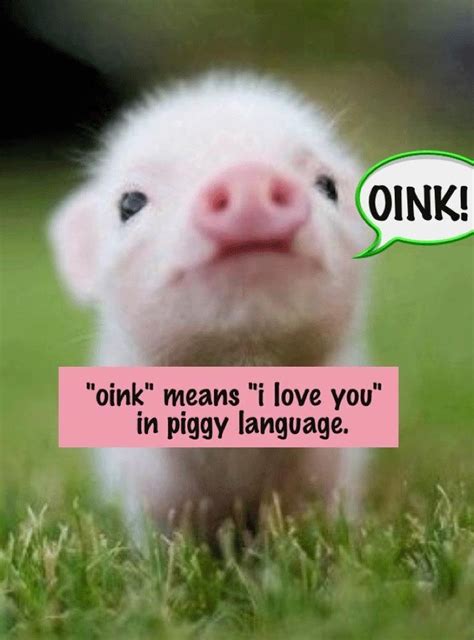 You're not old, you're just well seasoned. Cute Quotes About Pigs. QuotesGram