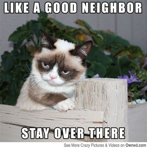 294 Best Images About Grumpy Cat Meow On Pinterest