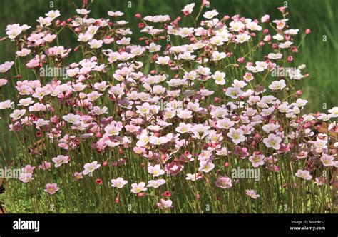 Flowering Moss Bright Flowers Stock Photo Alamy