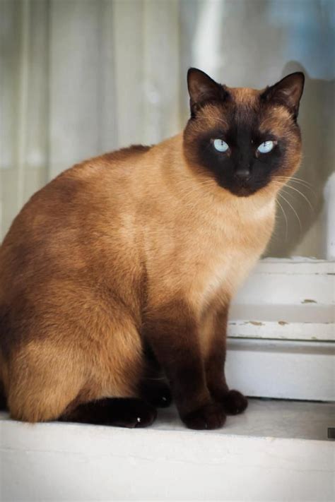 Flame Point Balinese Cat Siameseorientals Catslilac Pointseal Tabby