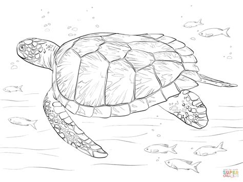 Green Sea Turtle coloring page | Free Printable Coloring Pages