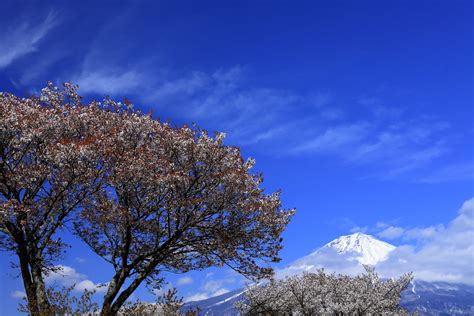Mt Fuji And Geba Sakura In Kariyado The Cherry Tree Is Over Flickr