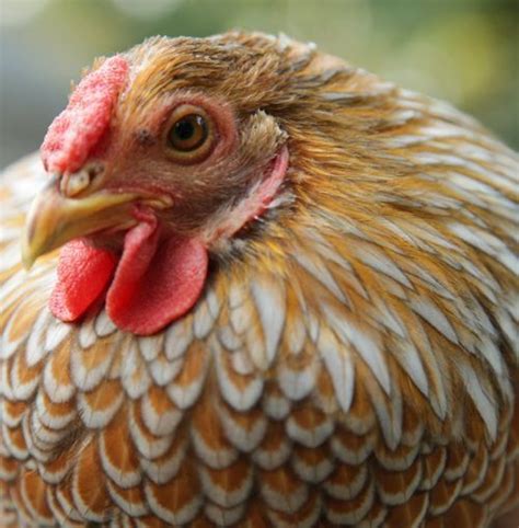Preventing And Treating Coccidiosis In Chickens Artofit