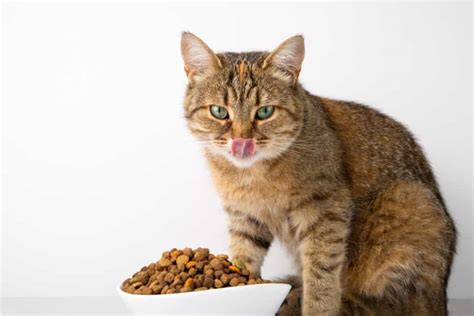 Rekomendasi Makanan Kesukaan Kucing Terbaik Terbaru CekList ID