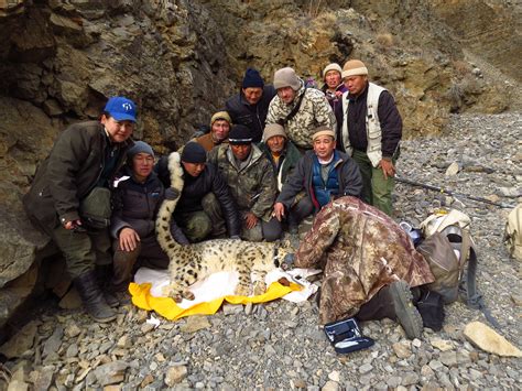 Snow Leopards Are Collared Wwf