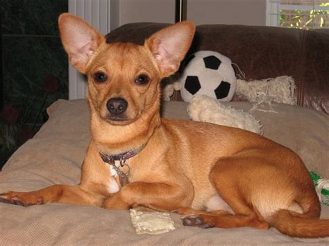 Favorite this post jul 24 Rat-cha (Rat Terrier X Chihuahua Mix) Info, Temperament ...