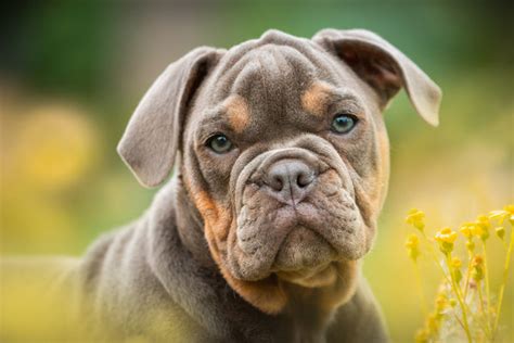 Top Things To Know About The Black English Bulldog Petsmont