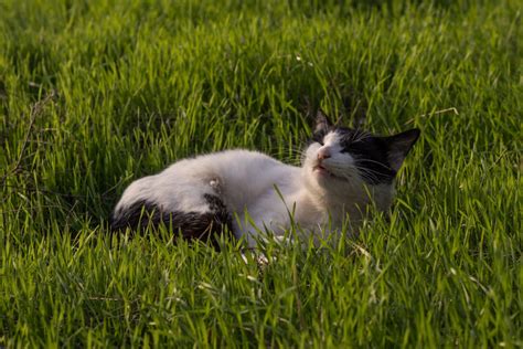 In the meantime, we are left only with the theories that have been posited by the we will also consider whether humans can eat grass and then turn our attention to understanding how cows are able to digest this substance. Why Do Dogs and Cats Eat Grass Sometimes? | Beacon View Vets