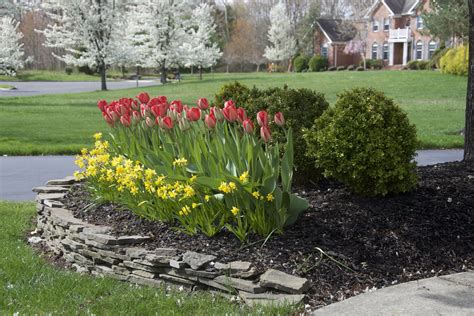 Perfectly Paired Tulips And Daffodils Make A Statement In Your