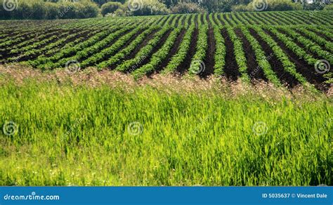 Agriculture Stock Image Image Of Garden Green Outside 5035637
