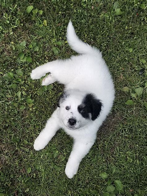 Kaya My Great Pyrenees Mix Has To Get Her First Puppy Shots Today