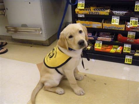 International Guide Dogs Day 2016 Everything You Need To