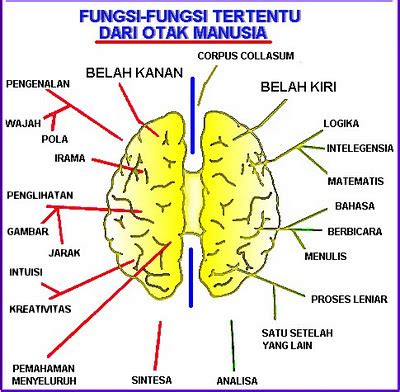 Halaman ini membahas tentang fungsi otak kanan dan otak kiri. thiyo_sp: Perbedaan Fungsi Otak Kanan dan Otak Kiri Manusia