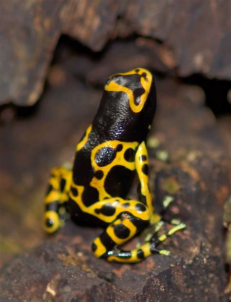 Colorful But Deadly Poison Dart Frogs Or Poison Arrow Fro Flickr