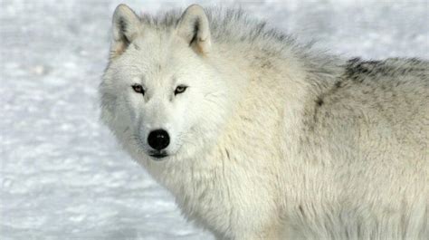Arctic Wolf Wiki Wild Animals Amino