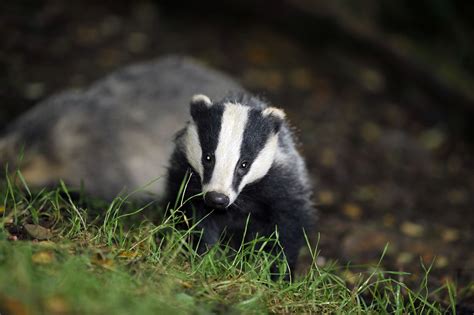Badger Culling Rolled Out To 11 New Areas To Tackle Tb In Cattle