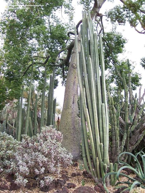 Piece of one (called a 'cutting') given to. PlantFiles Pictures: Central Mexico Pipe Organ, Organo ...