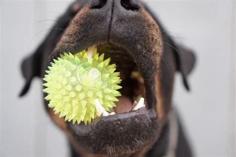 Pictures Of Canker Sores On Inside Lips In Dogs