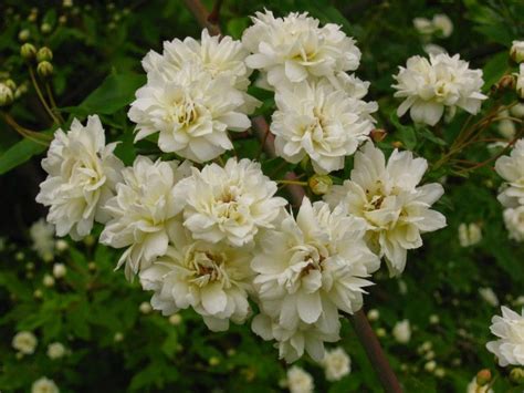 Fiori simili alle rose : Scopri qual è la rosa più adatta al tuo giardino - Bigodino