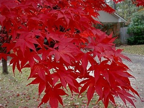 Top quality trees at low prices. Robot Check | Japanese maple tree, Acer palmatum, Japanese ...