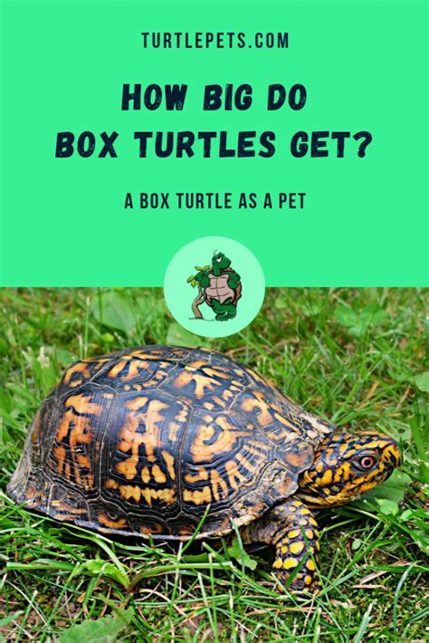 How Big Do Box Turtles Get? A Box Turtle as Pet ...