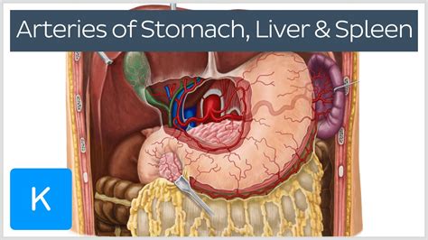 The lesson takes place in zbrush showcasing a unique approach to developing surface, reading three. Arteries of the stomach, liver and spleen (preview ...