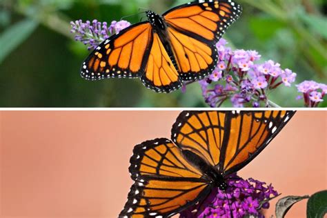 Monarch Vs Viceroy Butterfly Comparison Butterflyhobbyist