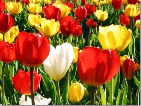 Distances within holland are easily bridged. National Flowers | Lorla