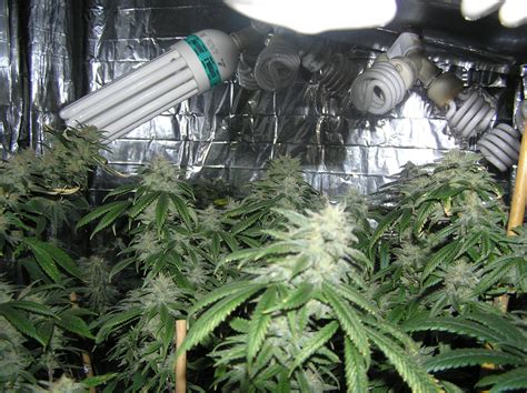 Check spelling or type a new query. Stealth Marijuana Grow Lights of Today CFL vs Hid vs LED ...